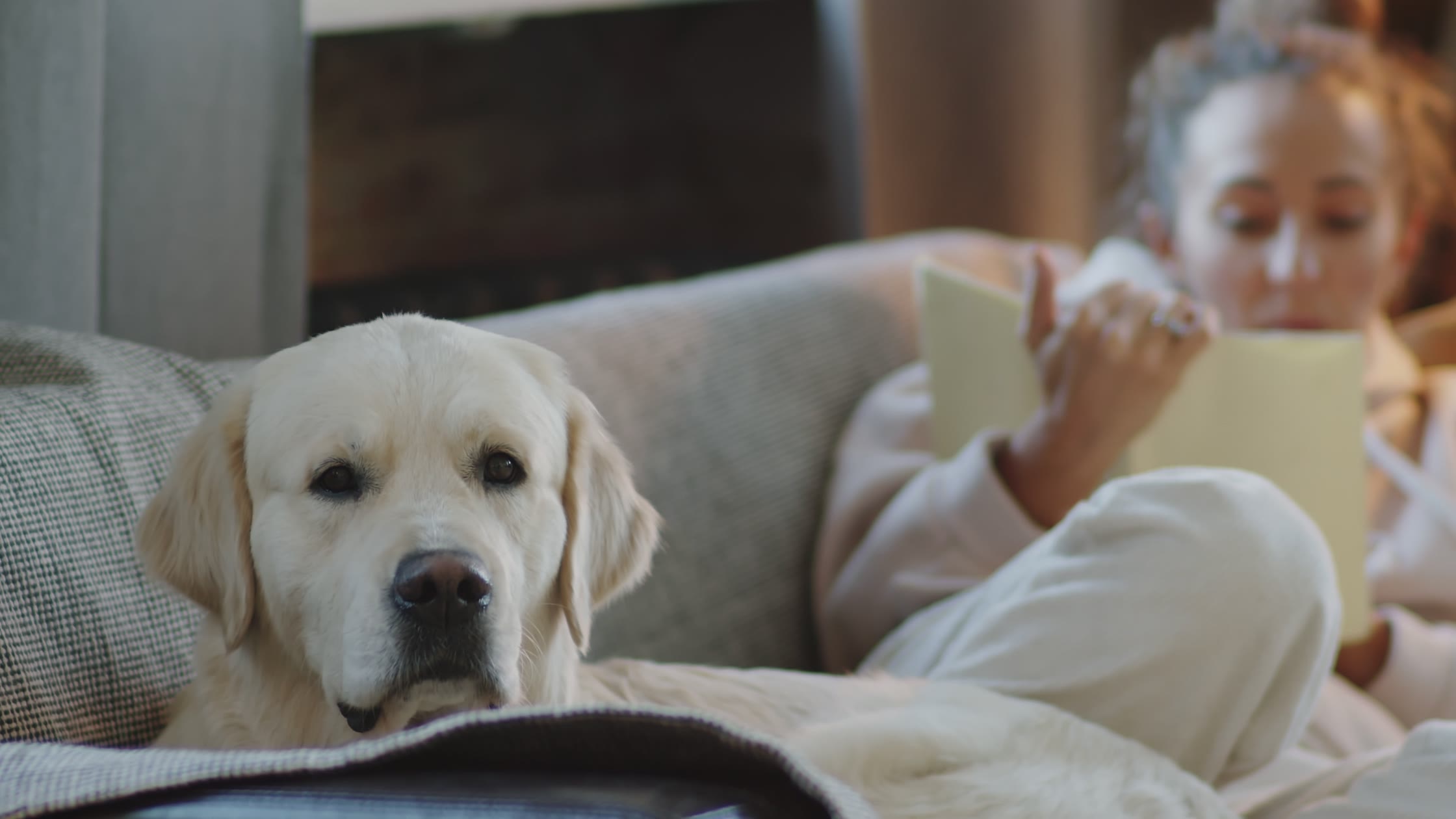 Ein Hund liegt entspannt zu Hause im Tageslicht.